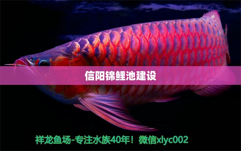 信陽(yáng)錦鯉池建設(shè) 祥龍魚(yú)場(chǎng)