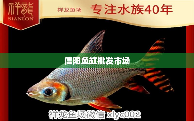 信陽(yáng)魚缸批發(fā)市場(chǎng) 觀賞魚