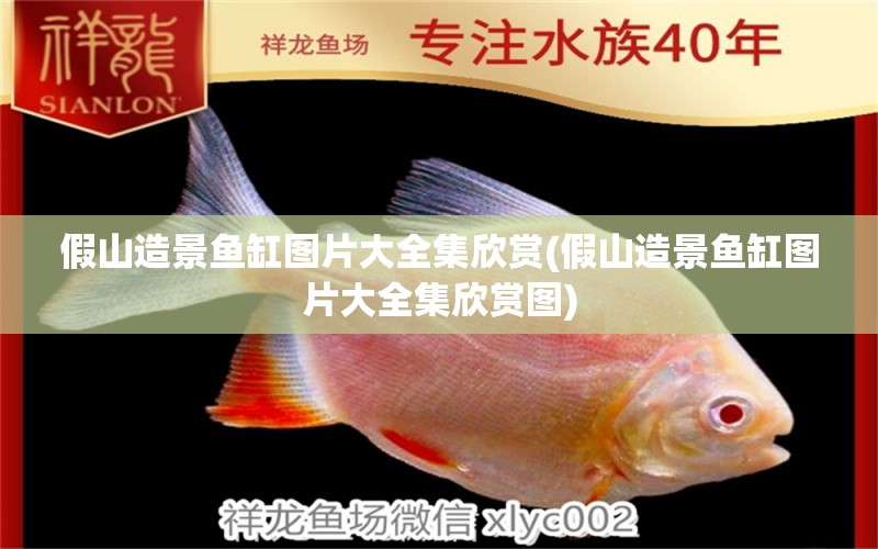 假山造景魚缸圖片大全集欣賞(假山造景魚缸圖片大全集欣賞圖) 印尼虎苗 第1張