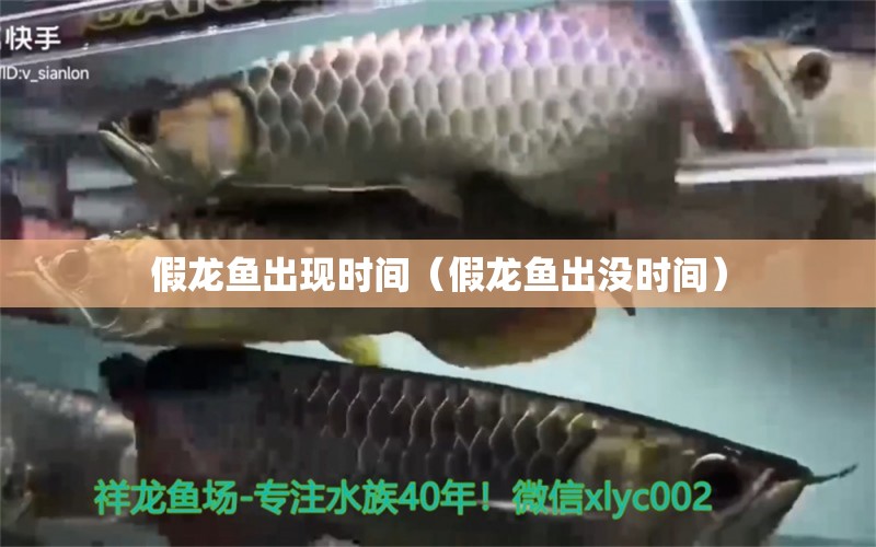 假龍魚出現(xiàn)時間（假龍魚出沒時間）