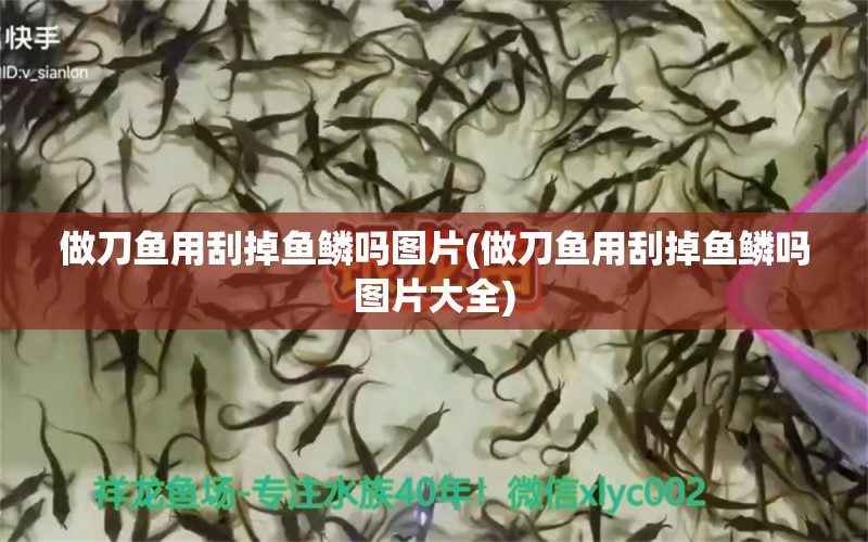 做刀魚用刮掉魚鱗嗎圖片(做刀魚用刮掉魚鱗嗎圖片大全) 彩鰈魚缸（彩蝶魚缸）