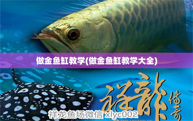 做金魚缸教學(xué)(做金魚缸教學(xué)大全) 伊巴卡魚