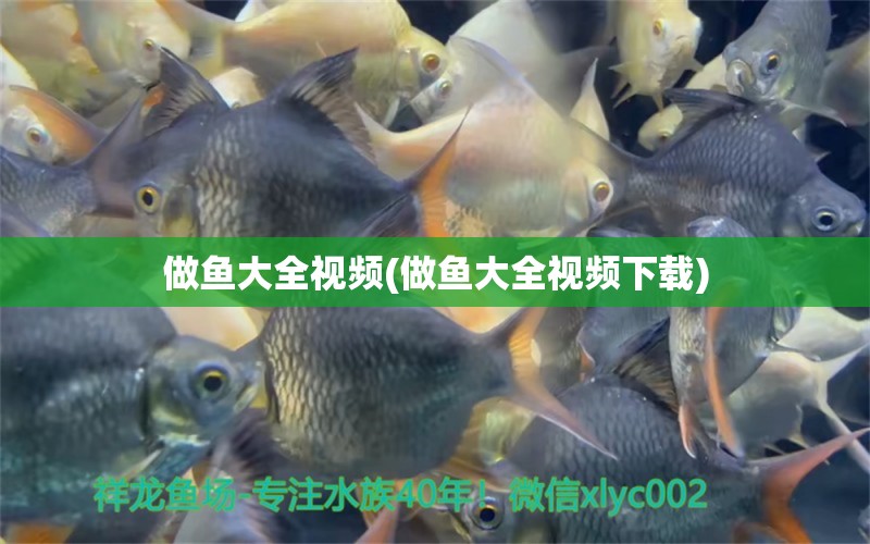 做魚大全視頻(做魚大全視頻下載) 黃鰭鯧魚