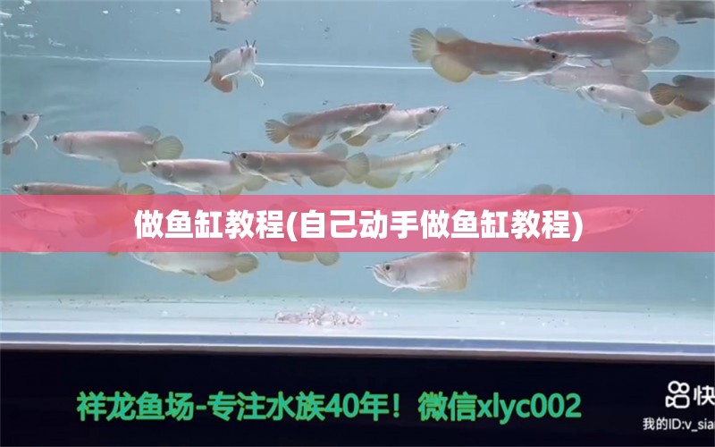 做魚缸教程(自己動(dòng)手做魚缸教程) 觀賞魚飼料