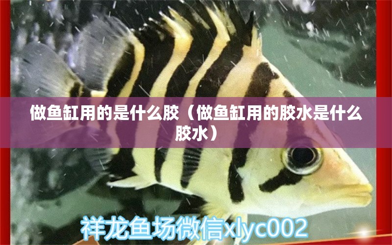 做魚缸用的是什么膠（做魚缸用的膠水是什么膠水）