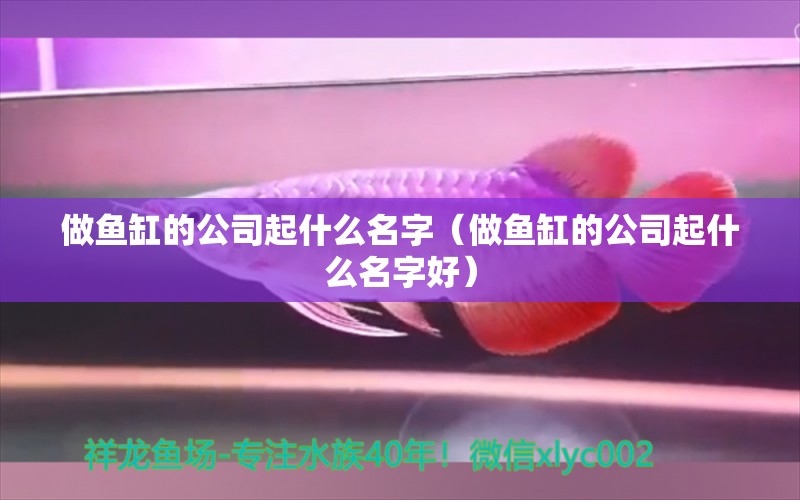 做魚缸的公司起什么名字（做魚缸的公司起什么名字好） 其他品牌魚缸