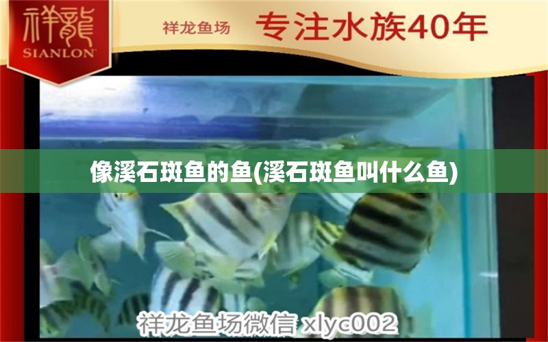 像溪石斑魚的魚(溪石斑魚叫什么魚) 虎魚魚苗