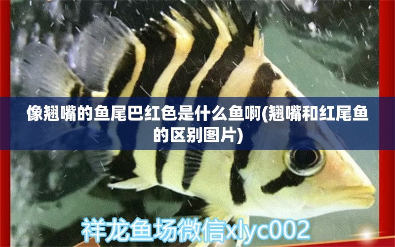 像翹嘴的魚(yú)尾巴紅色是什么魚(yú)啊(翹嘴和紅尾魚(yú)的區(qū)別圖片) 野彩魚(yú)