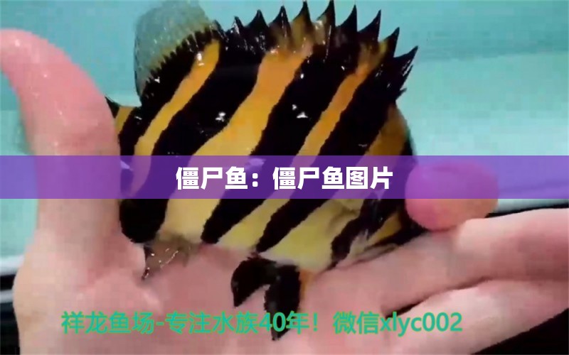 僵尸魚(yú)：僵尸魚(yú)圖片 白子金龍魚(yú)