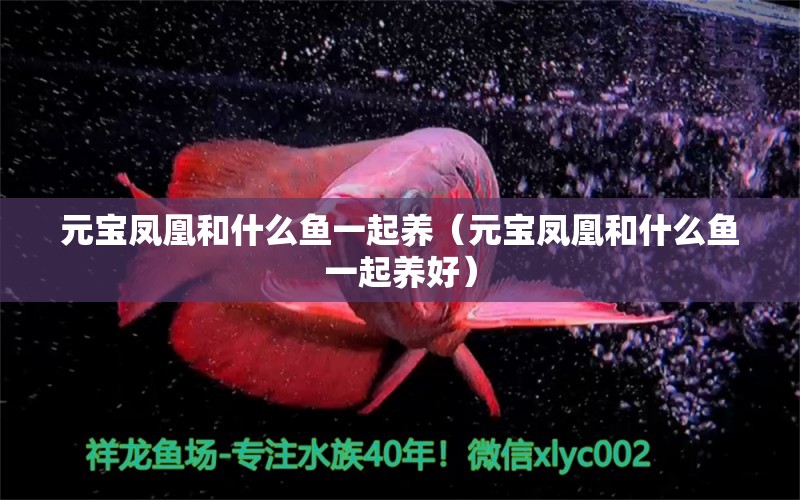 元寶鳳凰和什么魚(yú)一起養(yǎng)（元寶鳳凰和什么魚(yú)一起養(yǎng)好） 進(jìn)口元寶鳳凰魚(yú)