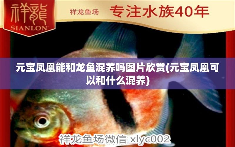 元寶鳳凰能和龍魚混養(yǎng)嗎圖片欣賞(元寶鳳凰可以和什么混養(yǎng)) 進(jìn)口元寶鳳凰魚