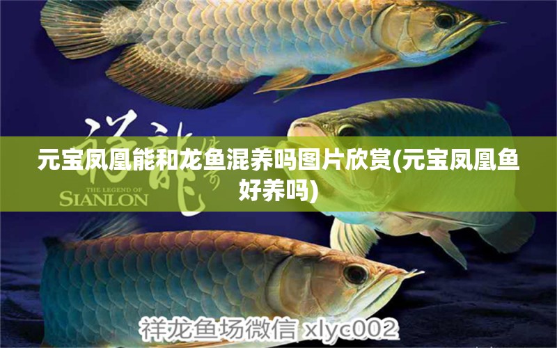 元寶鳳凰能和龍魚混養(yǎng)嗎圖片欣賞(元寶鳳凰魚好養(yǎng)嗎) 進(jìn)口元寶鳳凰魚