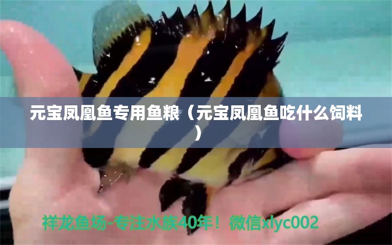 元寶鳳凰魚專用魚糧（元寶鳳凰魚吃什么飼料） 進口元寶鳳凰魚