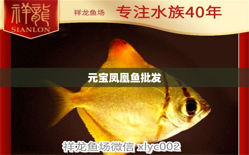 元寶鳳凰魚批發(fā) 進(jìn)口元寶鳳凰魚