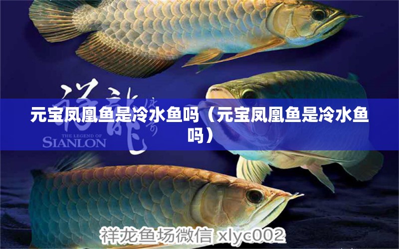 元寶鳳凰魚是冷水魚嗎（元寶鳳凰魚是冷水魚嗎） 進(jìn)口元寶鳳凰魚