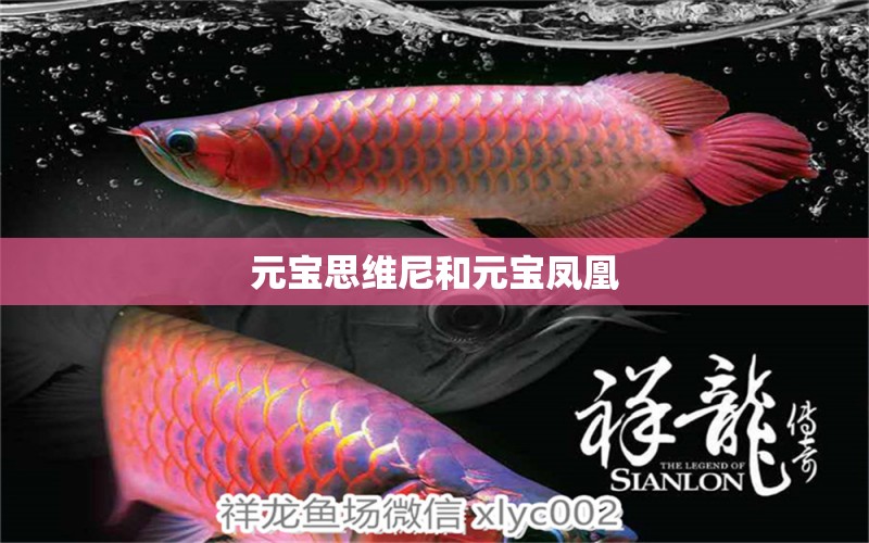 元寶思維尼和元寶鳳凰 進口元寶鳳凰魚 第6張