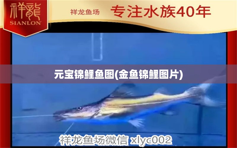 元寶錦鯉魚圖(金魚錦鯉圖片) 眼斑魚