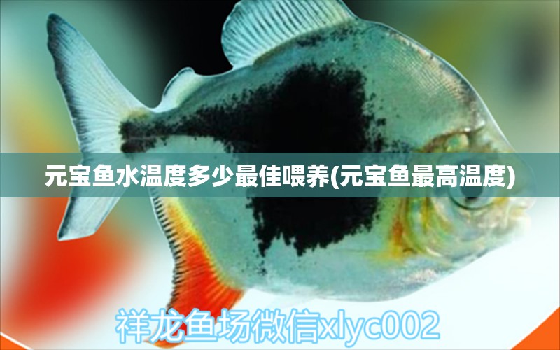 元寶魚水溫度多少最佳喂養(yǎng)(元寶魚最高溫度) 魚缸/水族箱 第1張