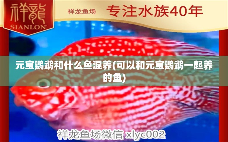 元寶鸚鵡和什么魚混養(yǎng)(可以和元寶鸚鵡一起養(yǎng)的魚) 鸚鵡魚