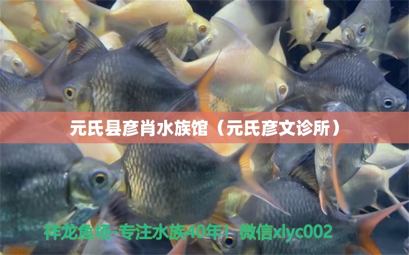 元氏縣彥肖水族館（元氏彥文診所）