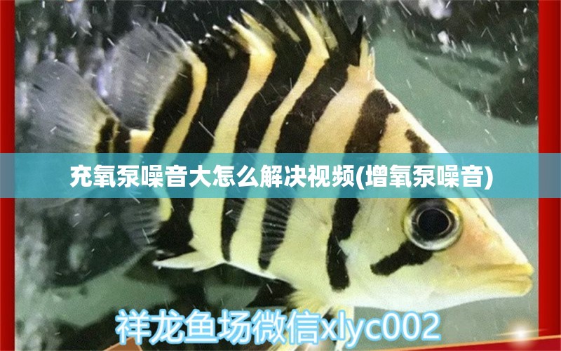 充氧泵噪音大怎么解決視頻(增氧泵噪音) 眼斑魚