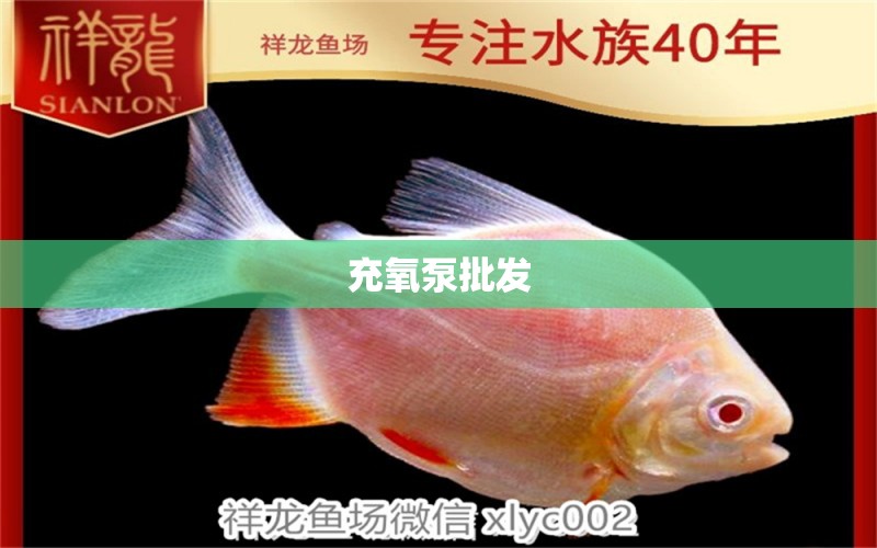 充氧泵批發(fā) 觀賞魚批發(fā)