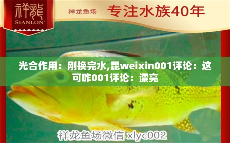 光合作用：剛換完水,昆weixin001評(píng)論：這可咋001評(píng)論：漂亮 觀賞魚論壇 第2張