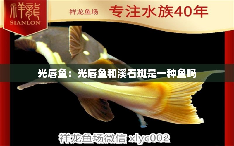 光唇魚：光唇魚和溪石斑是一種魚嗎 女王大帆魚