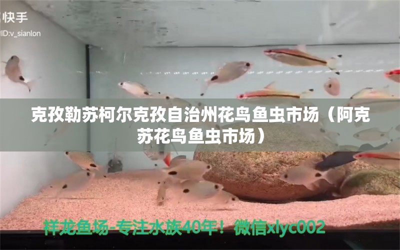 克孜勒蘇柯爾克孜自治州花鳥魚蟲市場(chǎng)（阿克蘇花鳥魚蟲市場(chǎng)）