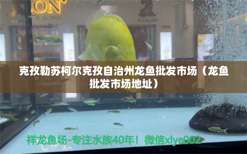 克孜勒蘇柯爾克孜自治州龍魚批發(fā)市場（龍魚批發(fā)市場地址） 龍魚批發(fā)