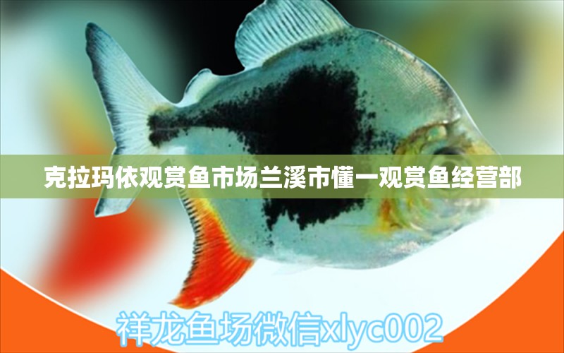 克拉瑪依觀賞魚市場(chǎng)蘭溪市懂一觀賞魚經(jīng)營(yíng)部 觀賞魚市場(chǎng)（混養(yǎng)魚）