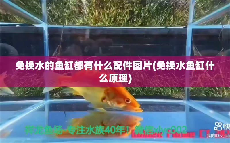 免換水的魚(yú)缸都有什么配件圖片(免換水魚(yú)缸什么原理) 成吉思汗鯊（球鯊）魚(yú)