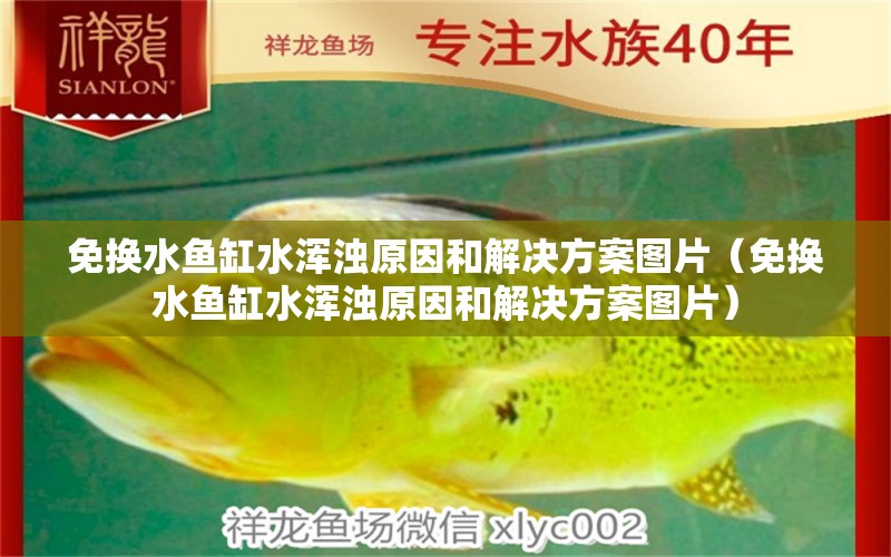 免換水魚缸水渾濁原因和解決方案圖片（免換水魚缸水渾濁原因和解決方案圖片） 黃金貓魚