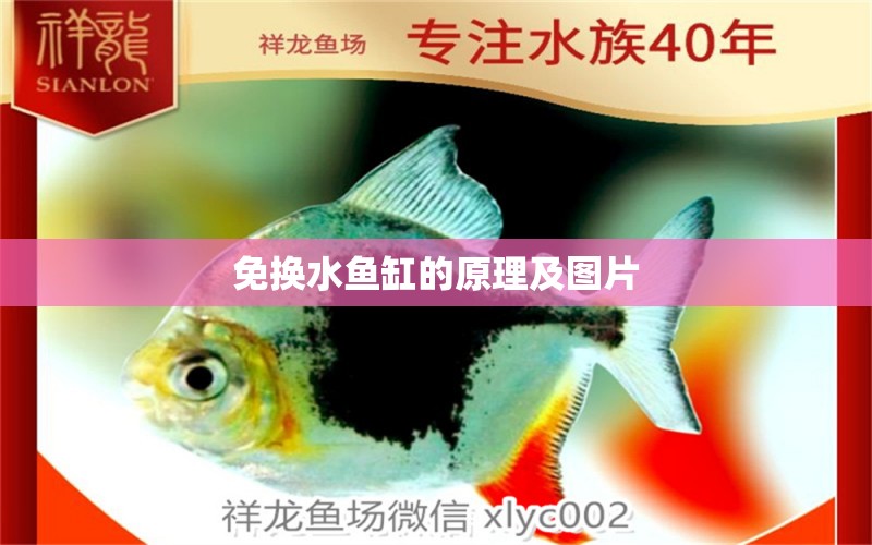 免換水魚缸的原理及圖片