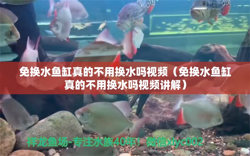 免換水魚缸真的不用換水嗎視頻（免換水魚缸真的不用換水嗎視頻講解）