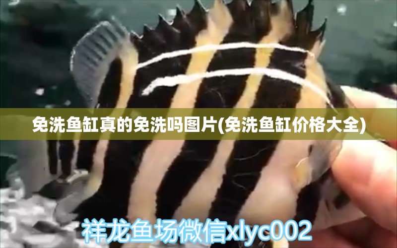 免洗魚缸真的免洗嗎圖片(免洗魚缸價格大全) 白化火箭魚