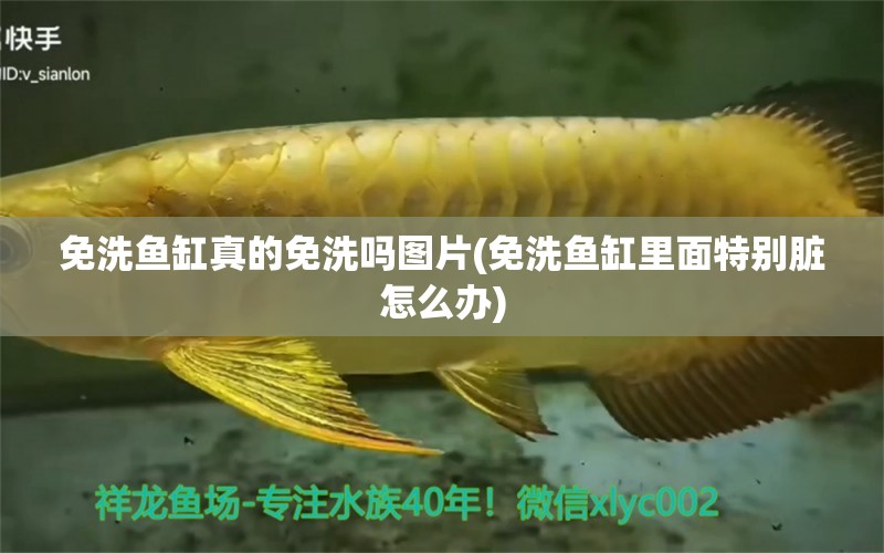 免洗魚缸真的免洗嗎圖片(免洗魚缸里面特別臟怎么辦) 金龍福龍魚