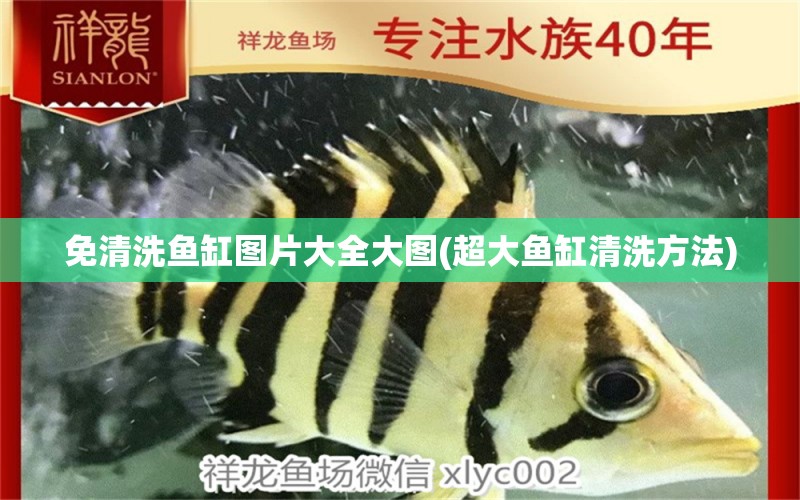 免清洗魚缸圖片大全大圖(超大魚缸清洗方法) 黑白雙星