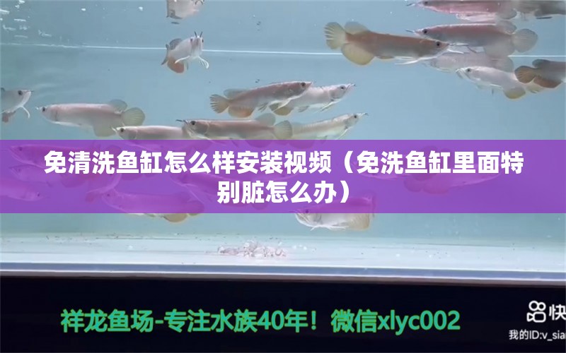 免清洗魚缸怎么樣安裝視頻（免洗魚缸里面特別臟怎么辦） 撒旦鴨嘴魚