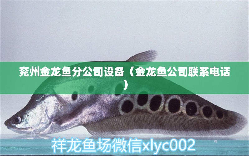 兗州金龍魚(yú)分公司設(shè)備（金龍魚(yú)公司聯(lián)系電話(huà)） 巴西亞魚(yú)