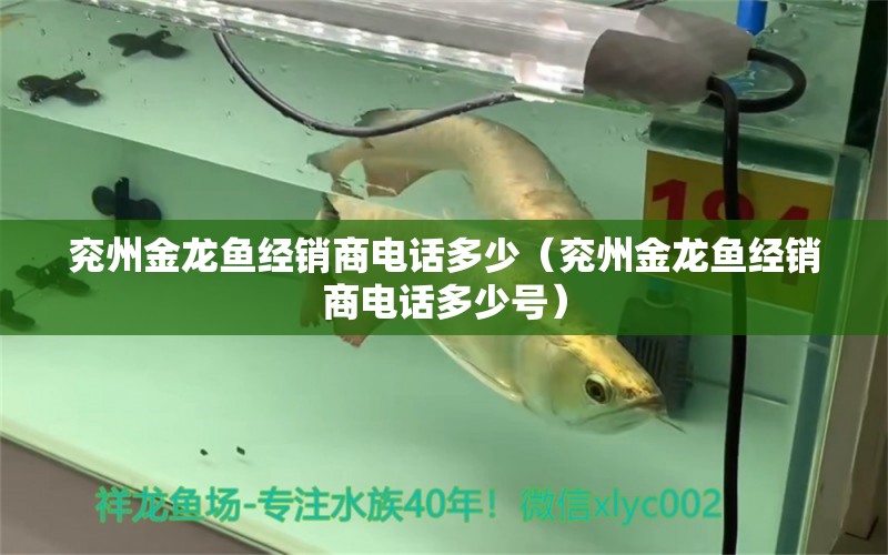 兗州金龍魚經(jīng)銷商電話多少（兗州金龍魚經(jīng)銷商電話多少號） 觀賞魚市場（混養(yǎng)魚）