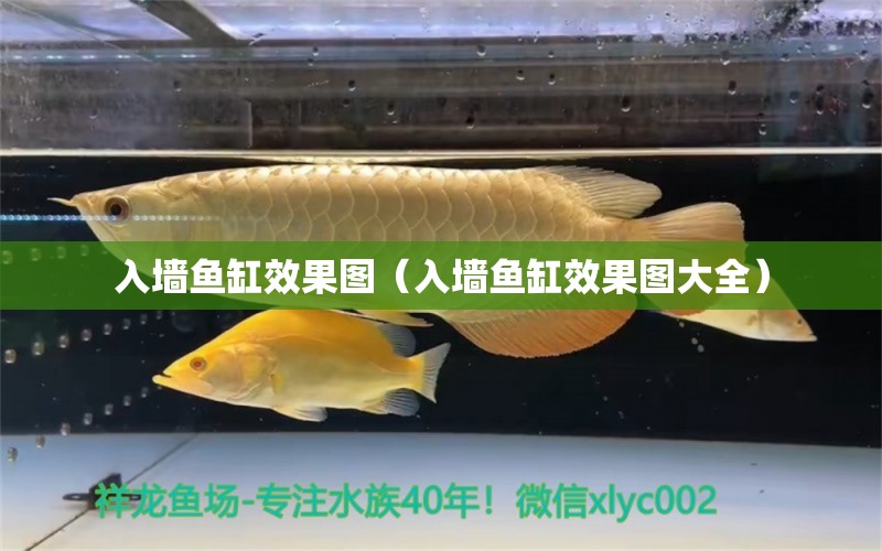 入墻魚缸效果圖（入墻魚缸效果圖大全）