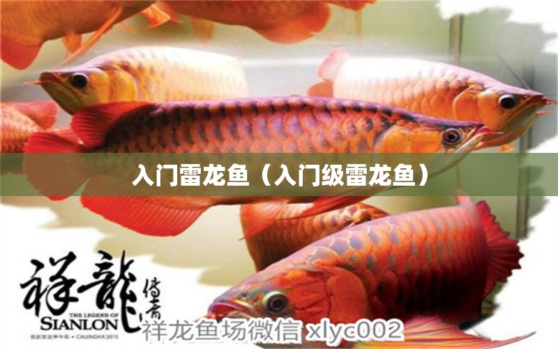 入門雷龍魚（入門級(jí)雷龍魚）