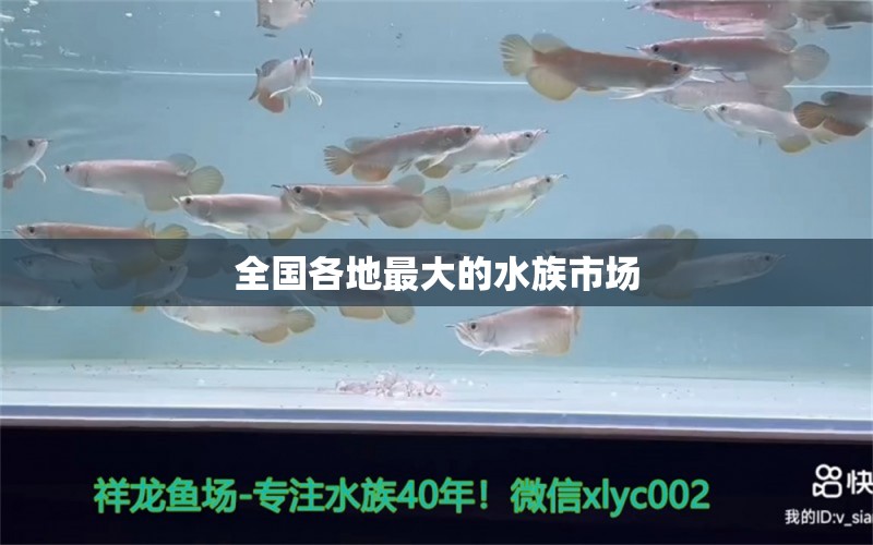 全國各地最大的水族市場(chǎng)