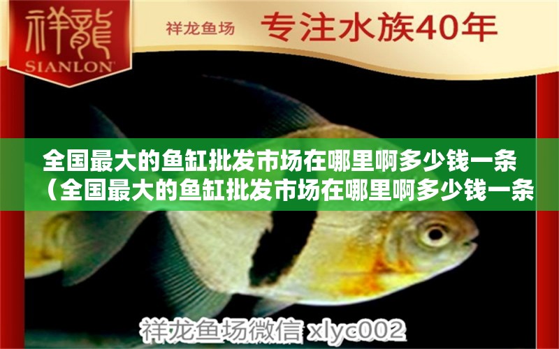 全國最大的魚缸批發(fā)市場在哪里啊多少錢一條（全國最大的魚缸批發(fā)市場在哪里啊多少錢一條） 祥龍水族醫(yī)院