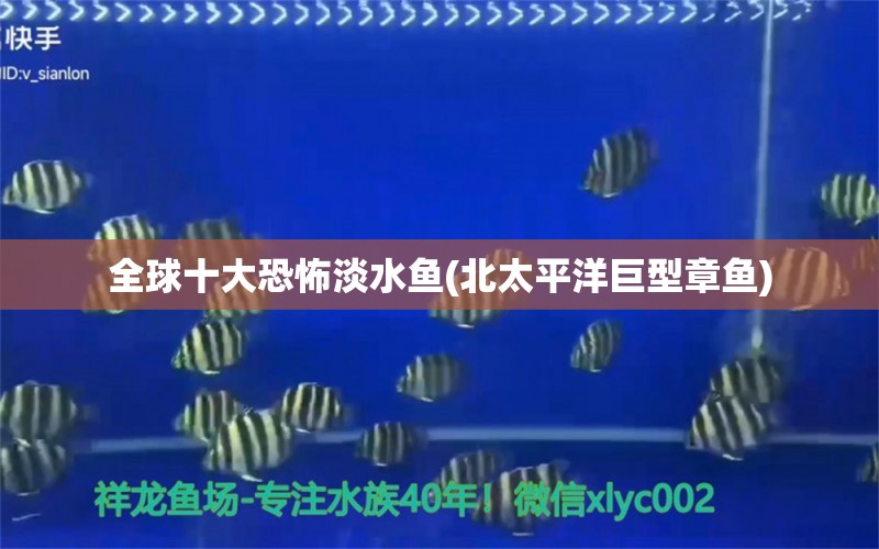 全球十大恐怖淡水魚(yú)(北太平洋巨型章魚(yú)) 觀賞魚(yú) 第1張