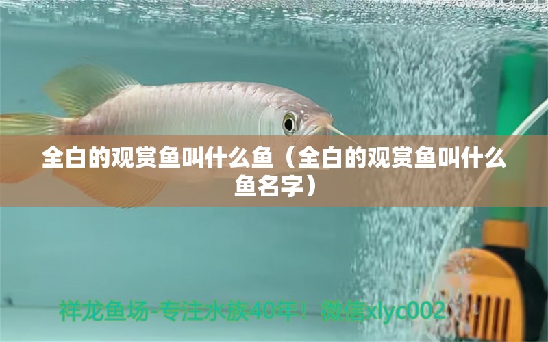 全白的觀賞魚叫什么魚（全白的觀賞魚叫什么魚名字） 祥龍水族醫(yī)院