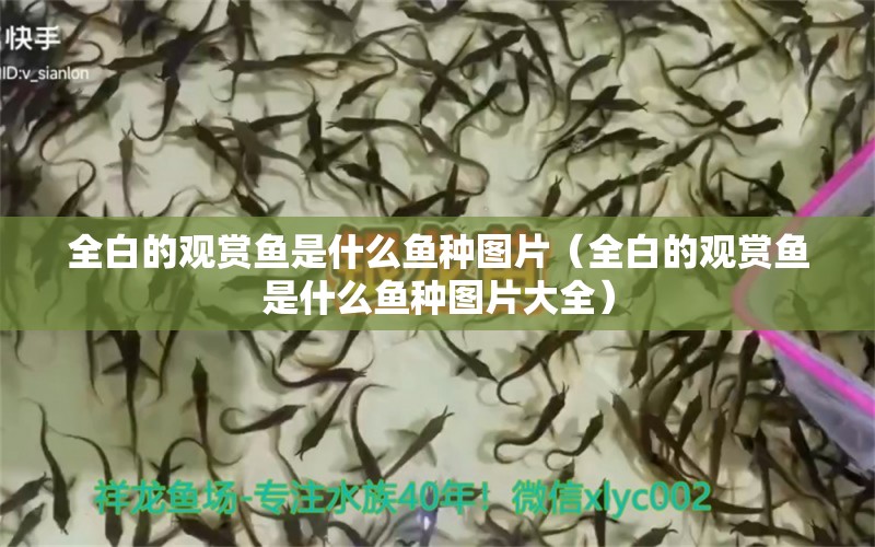 全白的觀賞魚是什么魚種圖片（全白的觀賞魚是什么魚種圖片大全）