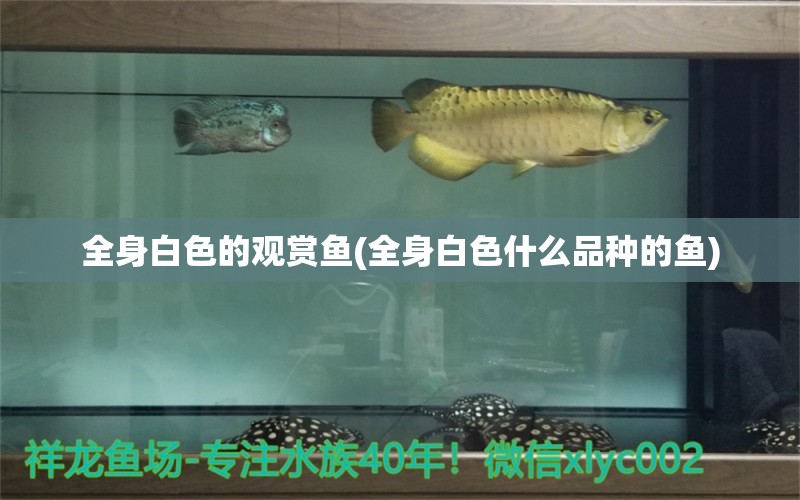 全身白色的觀賞魚(全身白色什么品種的魚) 祥龍水族醫(yī)院