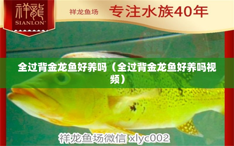 全過背金龍魚好養(yǎng)嗎（全過背金龍魚好養(yǎng)嗎視頻）